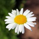 margarita, fondo de pantalla gratis, leucanthemum-2595271.jpg